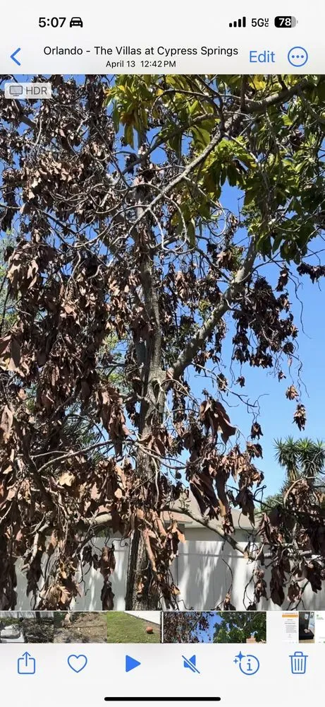 Reliable outdoor landscaping for year-round maintenance in Orlando, FL by TruGreen Lawn Care