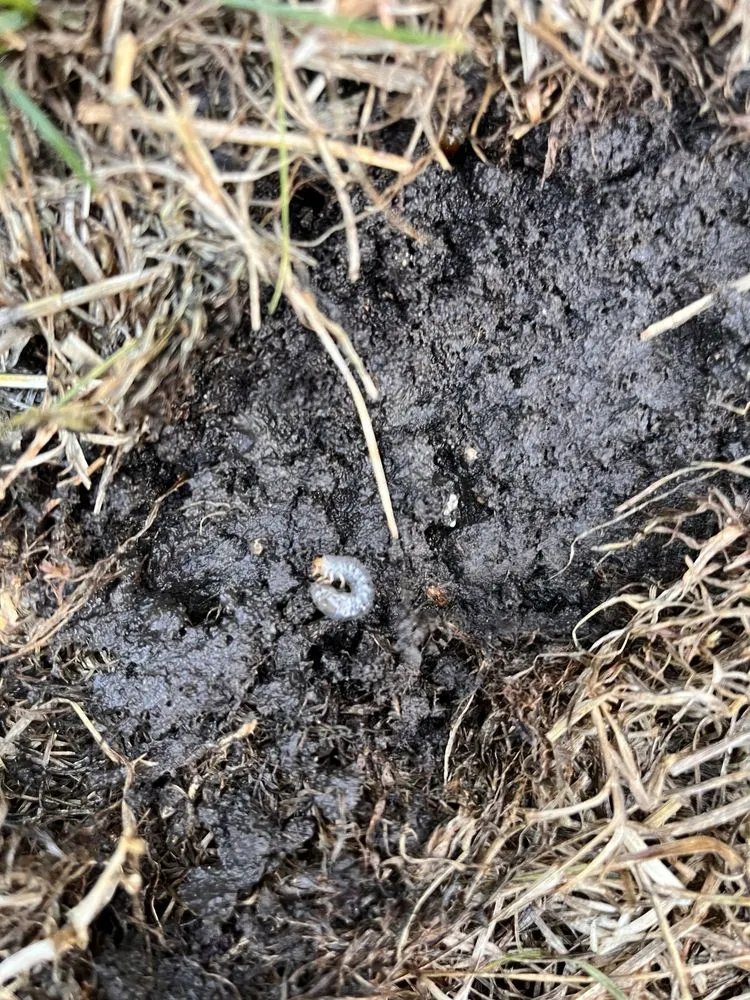 Affordable yard cleanup service for outdoor upgrades in Park Ridge, IL by TruGreen Lawn Care