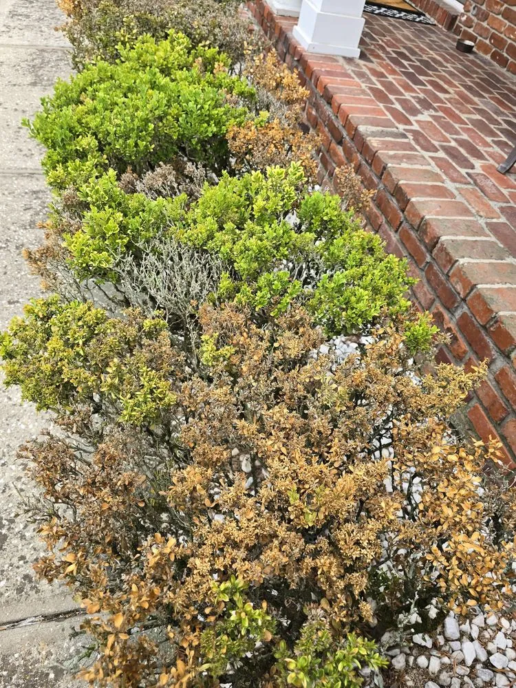 Expert yard cleanup service experts serving Plant City, FL - TruGreen Lawn Care