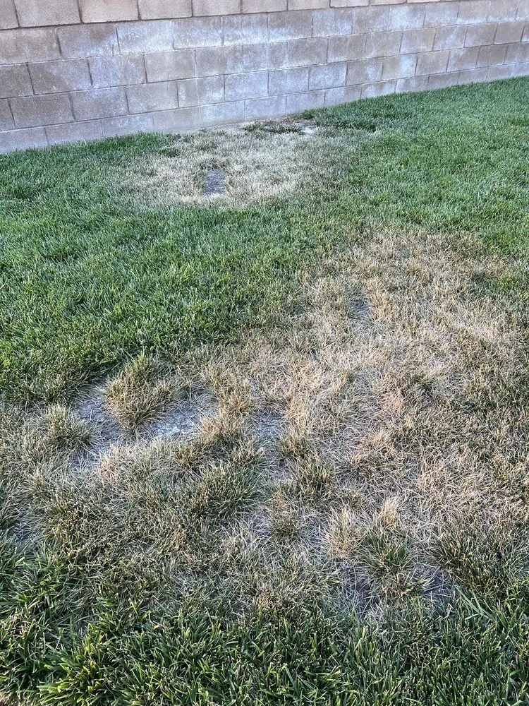 Local landscaping services for outdoor upgrades in Riverside, CA by TruGreen Lawn Care