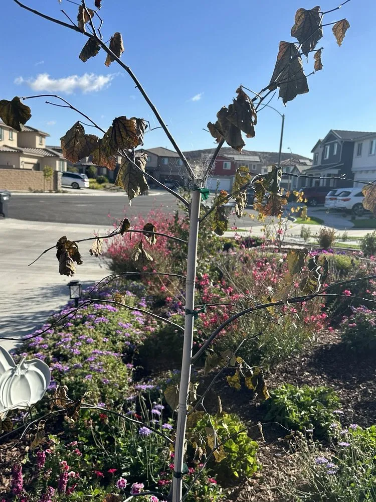 Local outdoor landscaping in Riverside, CA - TruGreen Lawn Care