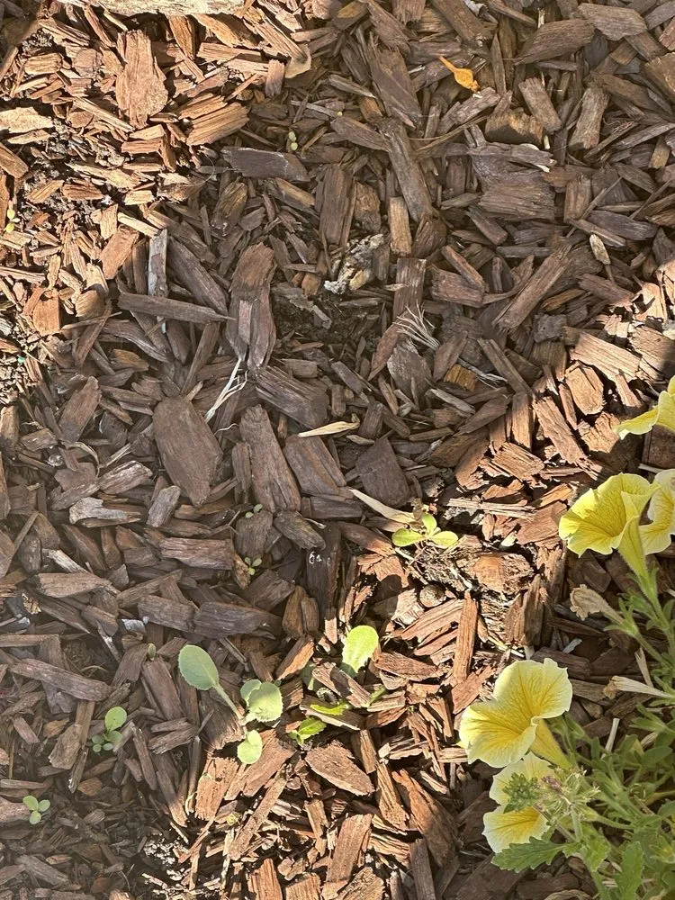 Trusted landscape design in Riverside, CA - TruGreen Lawn Care