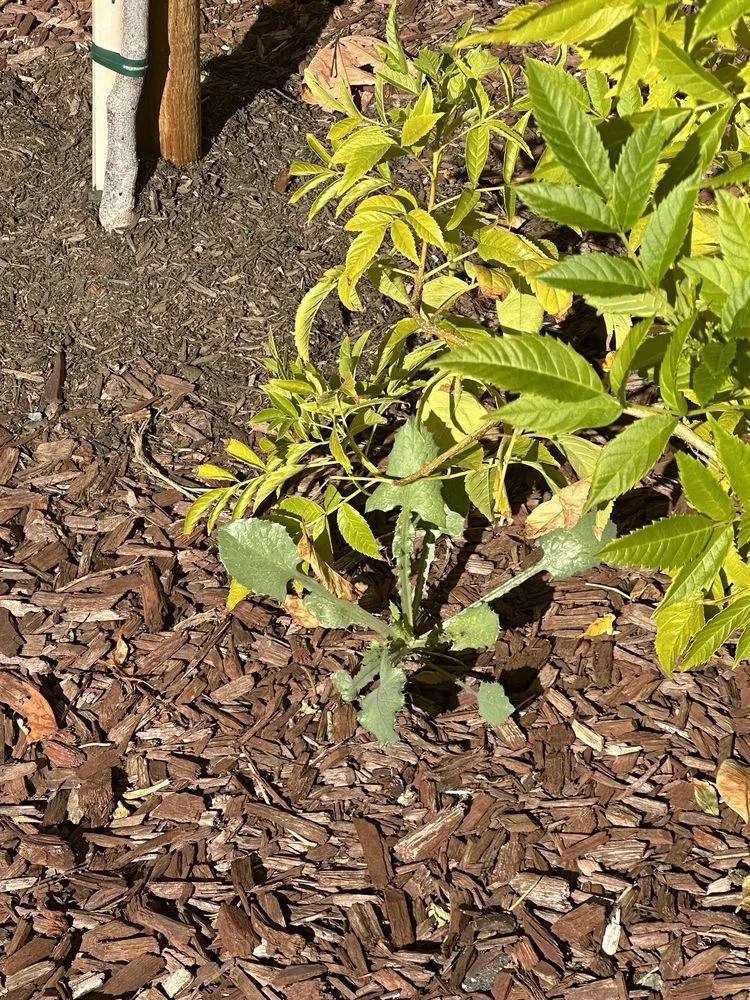 Custom outdoor landscaping for homes across Riverside, CA - TruGreen Lawn Care