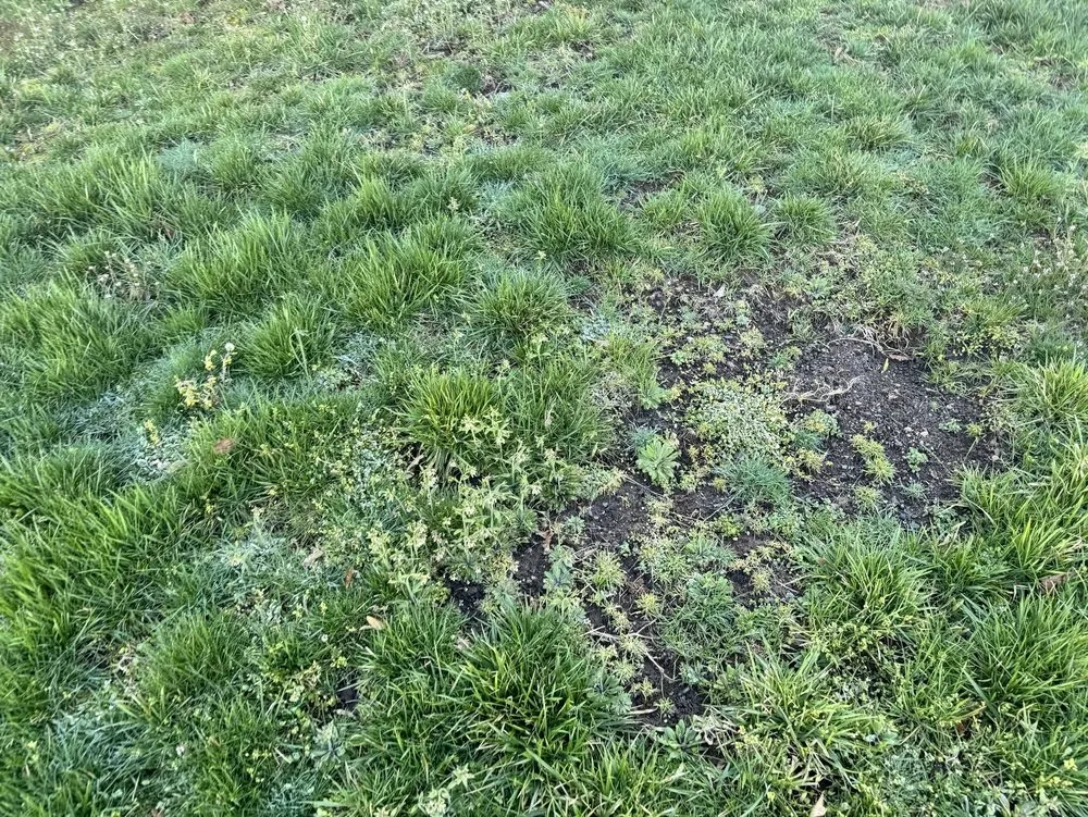 Custom yard maintenance in Rocky Hill, CT by TruGreen Lawn Care