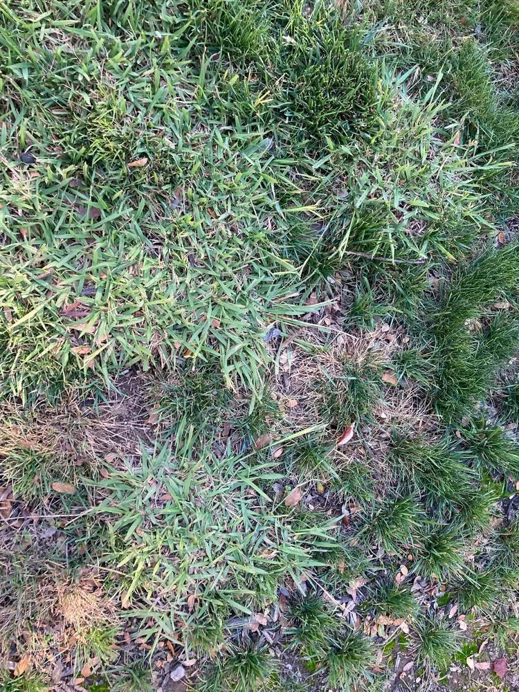 Trusted garden landscaping for year-round maintenance across Sacramento, CA - TruGreen Lawn Care