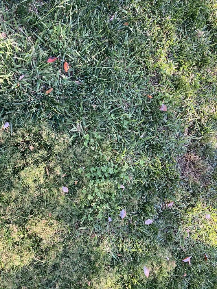 Reliable lawn mowing service in Sacramento, CA by TruGreen Lawn Care