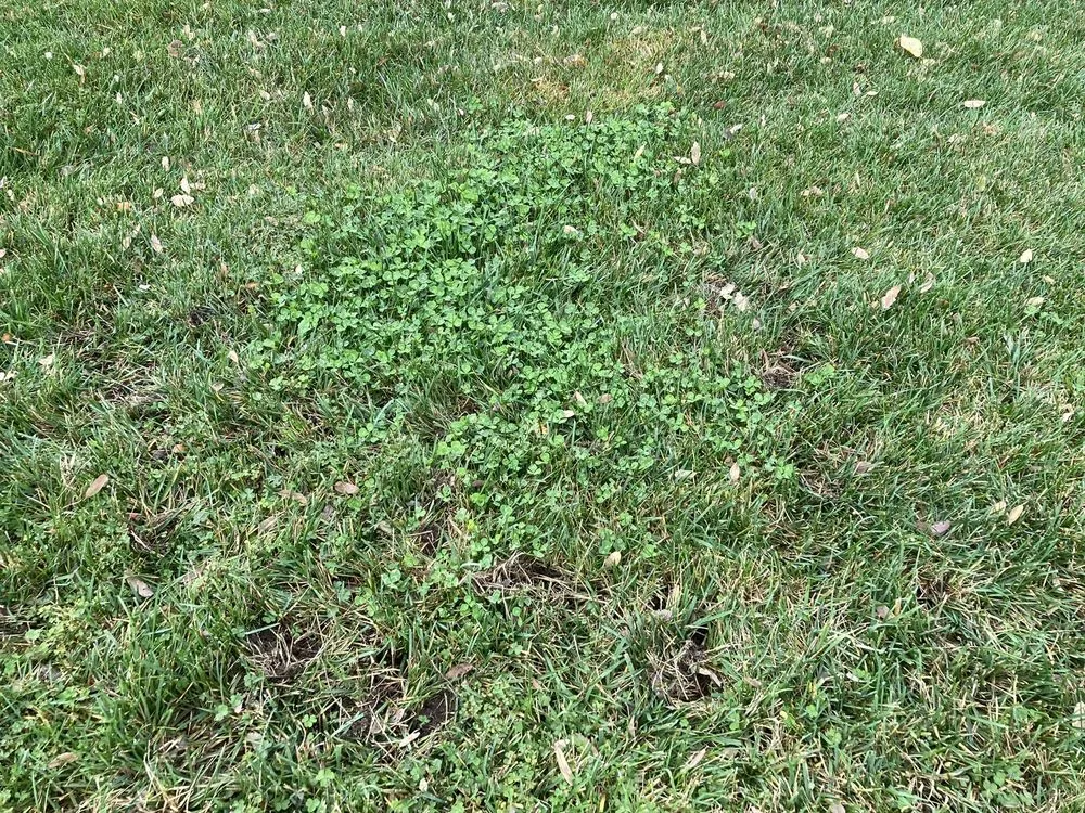 Expert lawn mowing service for residential properties across Sacramento, CA - TruGreen Lawn Care