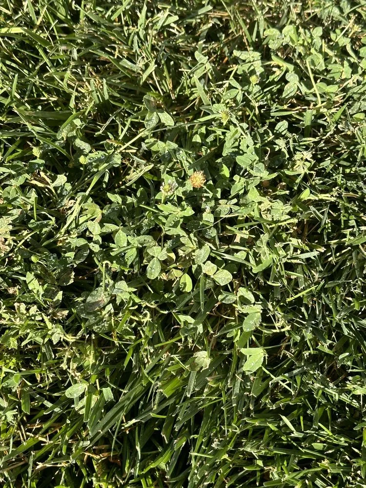 Local landscaping services in Sacramento, CA by TruGreen Lawn Care