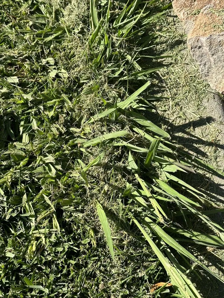 Reliable outdoor landscaping in Sacramento, CA - TruGreen Lawn Care