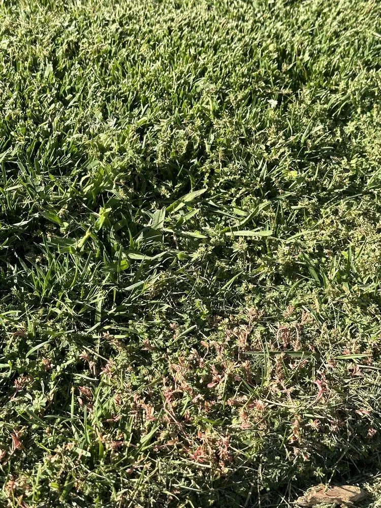 Affordable yard cleanup service for residential properties in Sacramento, CA by TruGreen Lawn Care