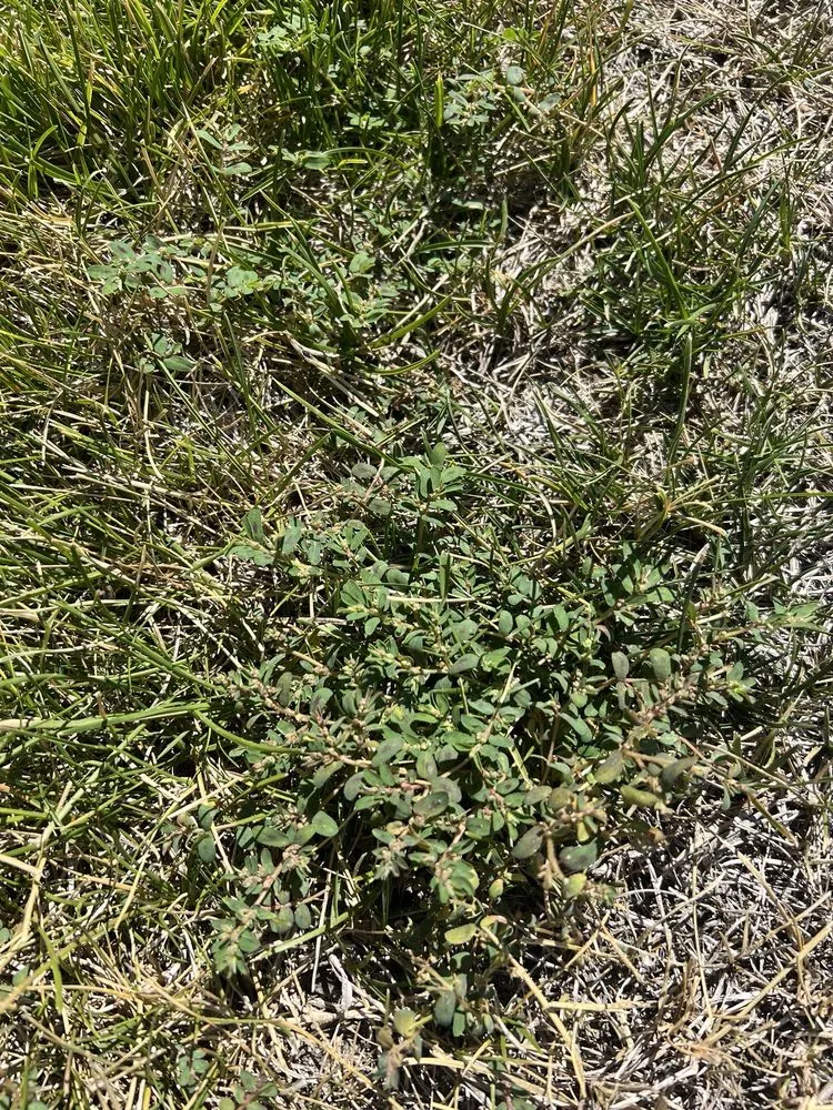 Affordable landscape installation experts serving Sparks, NV - TruGreen Lawn Care