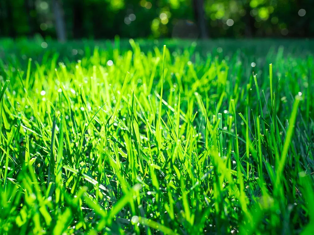 Trusted residential landscaping for beautiful yards in St Charles, MO by TruGreen Lawn Care