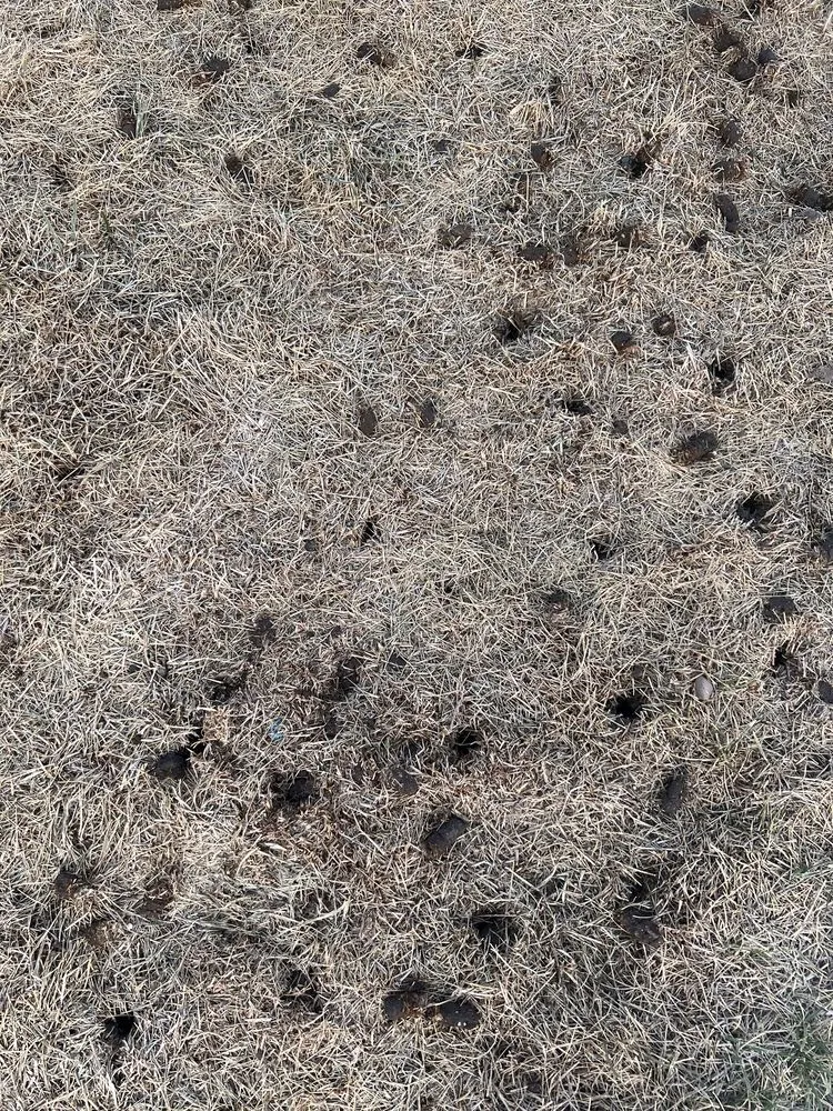 Trusted lawn mowing service near you across Sterling, VA - TruGreen Lawn Care