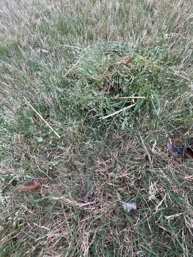 Local outdoor landscaping for beautiful yards across Suwanee, GA - TruGreen Lawn Care