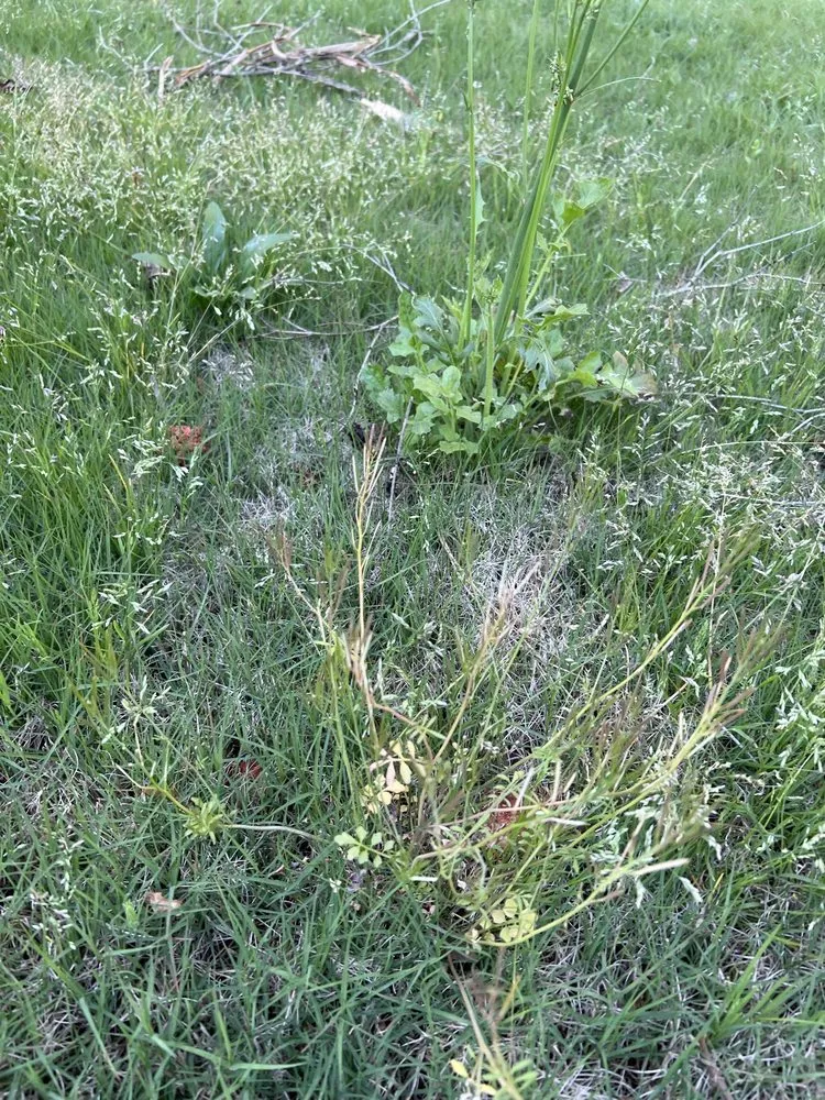 Top-rated yard maintenance in Suwanee, GA - TruGreen Lawn Care