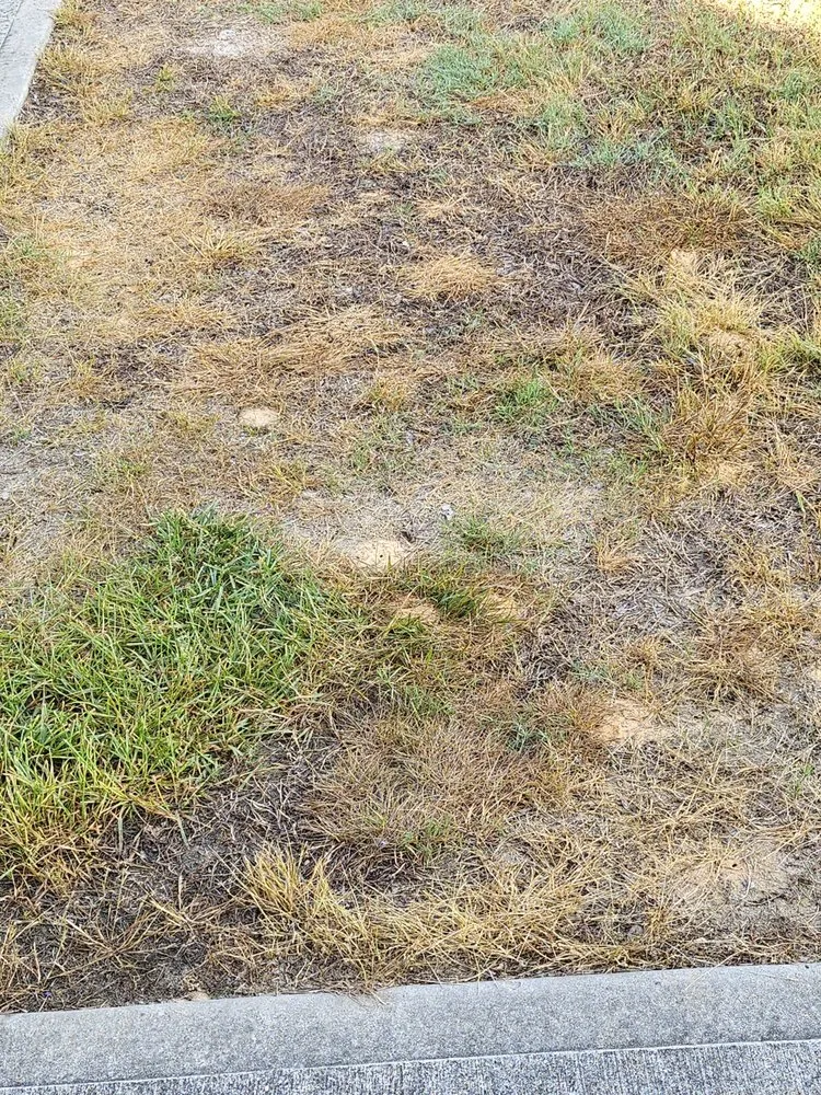 Affordable yard cleanup service for outdoor upgrades across Suwanee, GA - TruGreen Lawn Care