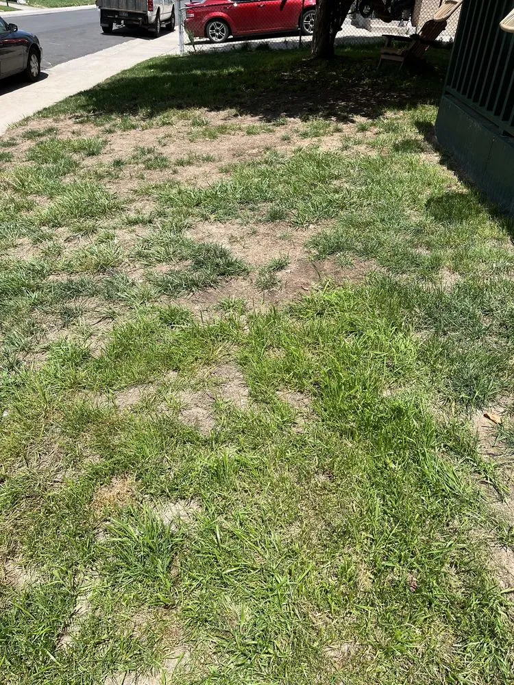 Local yard maintenance experts serving Wheat Ridge, CO - TruGreen Lawn Care