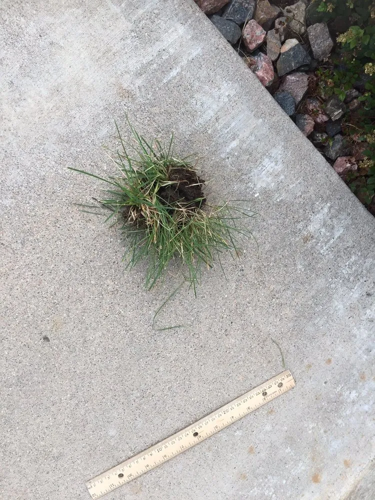 Expert garden landscaping in Wheat Ridge, CO by TruGreen Lawn Care