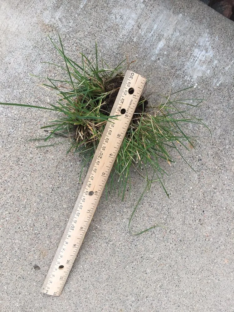 Affordable lawn mowing service in Wheat Ridge, CO by TruGreen Lawn Care