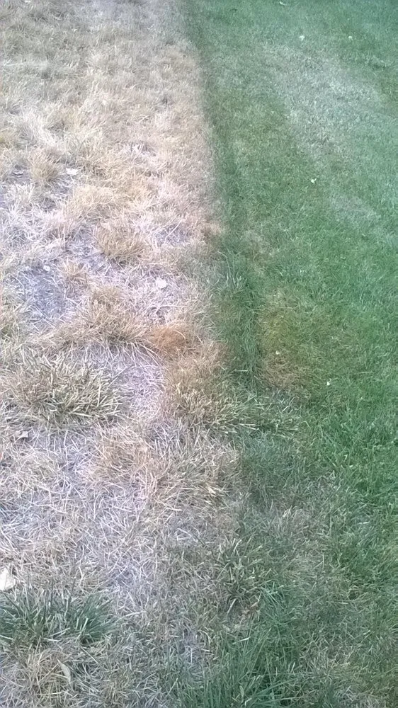 Professional landscape design with custom design in Wheat Ridge, CO by TruGreen Lawn Care