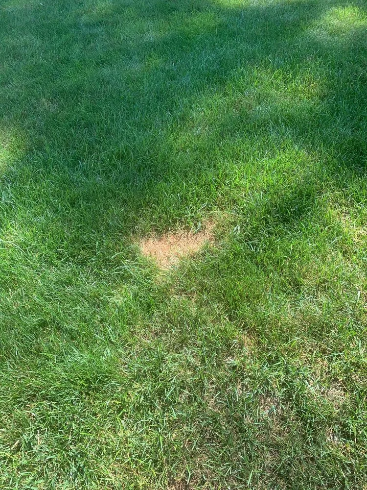 Custom yard maintenance experts serving Windsor, CT - TruGreen Lawn Care