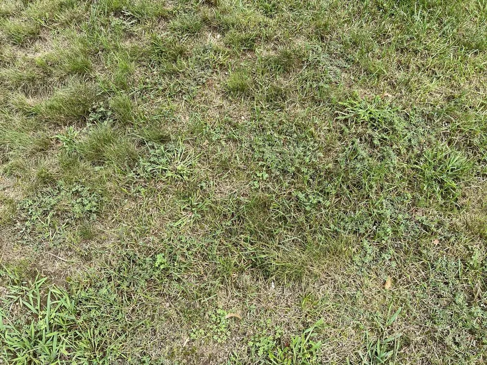 Trusted yard cleanup service in Windsor, CT by TruGreen Lawn Care