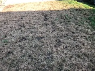 Custom outdoor landscaping in Milpitas, CA - TruGreen