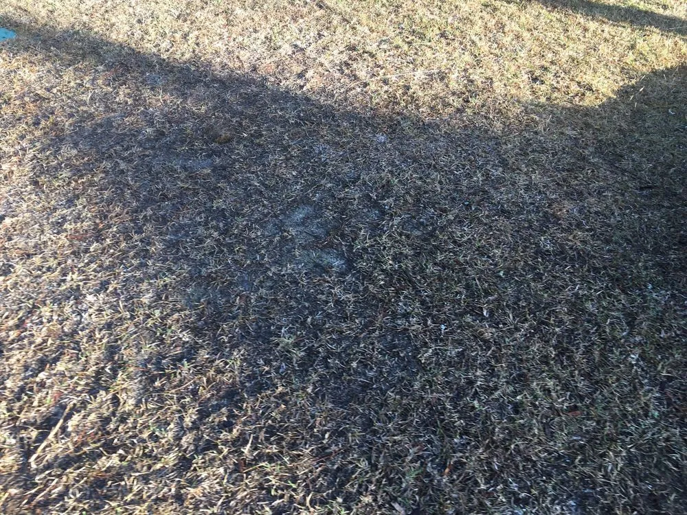 Custom yard cleanup service for residential properties across Myrtle Beach, SC - TruGreen