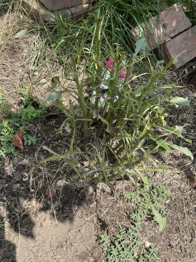 Reliable yard cleanup service for beautiful yards in North Andover, MA by TruGreen