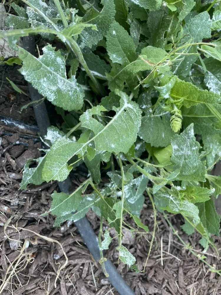 Affordable lawn mowing service with custom design across North Andover, MA - TruGreen