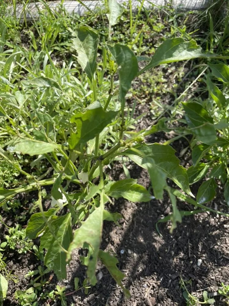 Expert garden landscaping for year-round maintenance in North Andover, MA by TruGreen