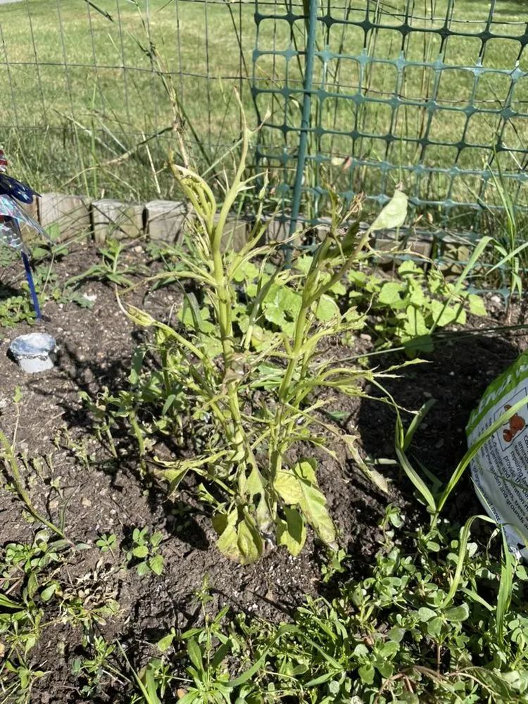 Expert outdoor landscaping experts serving North Andover, MA - TruGreen