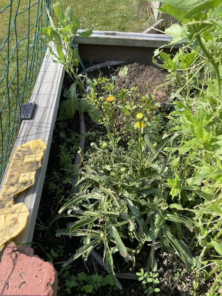 Custom landscape design for residential properties across North Andover, MA - TruGreen