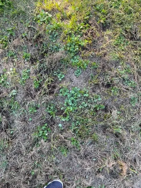 Trusted garden landscaping in North Andover, MA by TruGreen