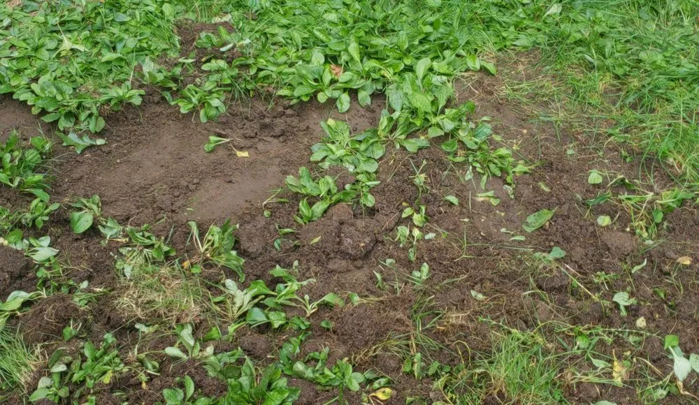 Reliable lawn mowing service near you across North Andover, MA - TruGreen