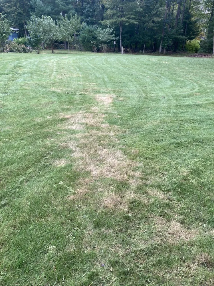 Reliable yard maintenance for year-round maintenance in North Andover, MA by TruGreen