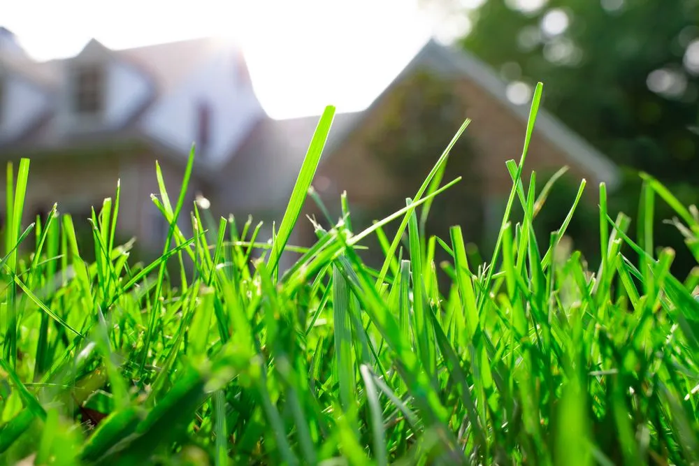 Custom landscape installation in Alexandria, LA - TruGreen of Alexandria