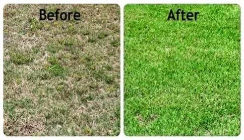 Local lawn care service in Lake Charles, LA - TruGreen of Lake Charles