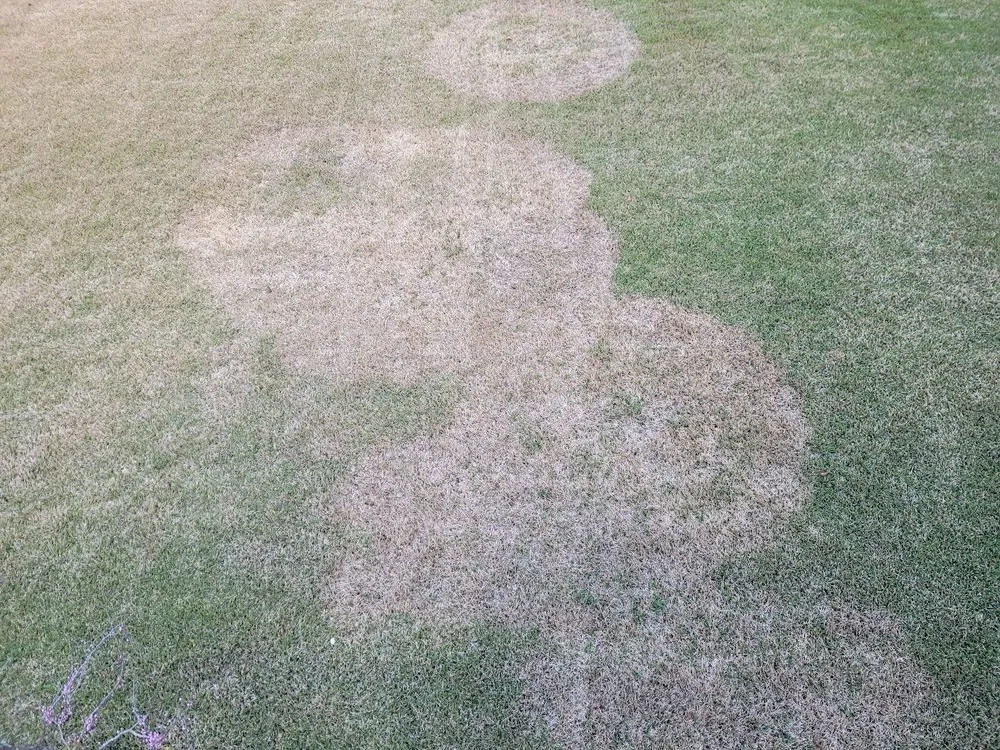 Top-rated yard cleanup service in Wilmington, NC by Trugreen