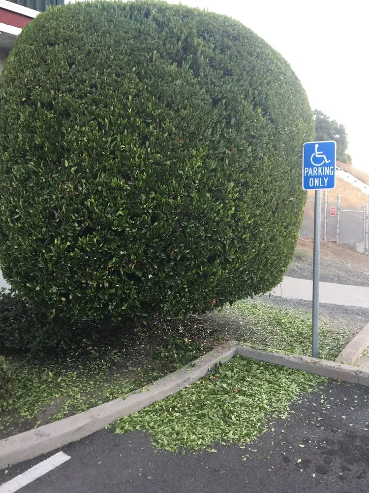 Professional lawn care service in North Richmond, CA - Trujillo Landscaping