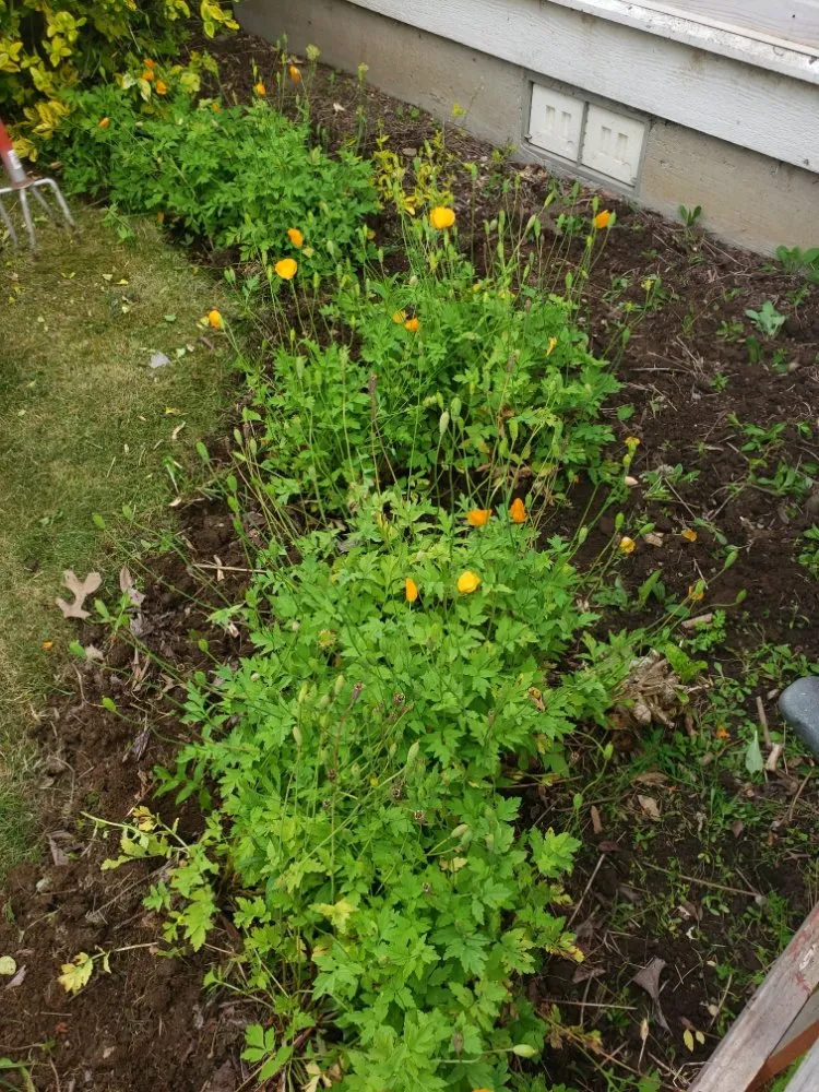 Expert landscape design for year-round maintenance in Lynden, WA by Trulawn Lawn Care Services