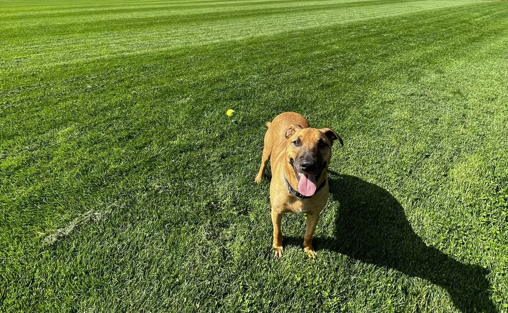 Top-rated yard maintenance in Medford, MA - Truly Lawn