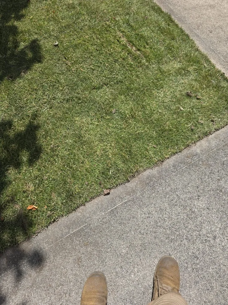 Top-rated yard cleanup service for beautiful yards across Shelton, WA - TruPlants Landscape and Paver Services