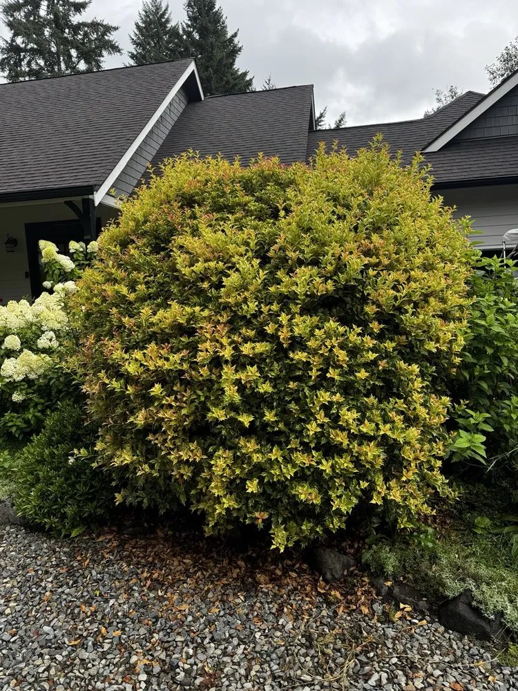 Expert garden landscaping for beautiful yards across Shelton, WA - TruPlants Landscape and Paver Services