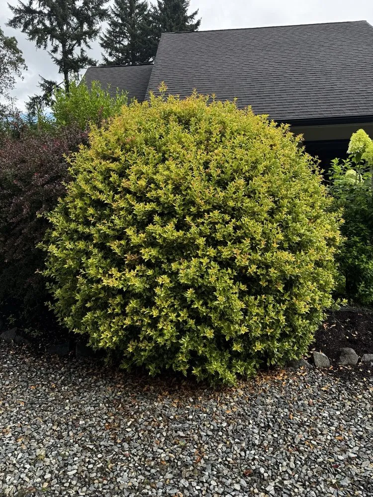 Reliable lawn care service in Shelton, WA - TruPlants Landscape and Paver Services