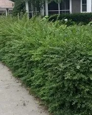 Reliable outdoor landscaping in Simpsonville, SC - TruScape