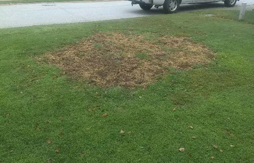 Affordable yard cleanup service in Simpsonville, SC by TruScape