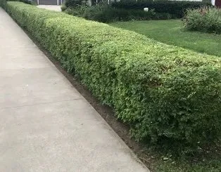 Trusted landscape installation in Simpsonville, SC - TruScape