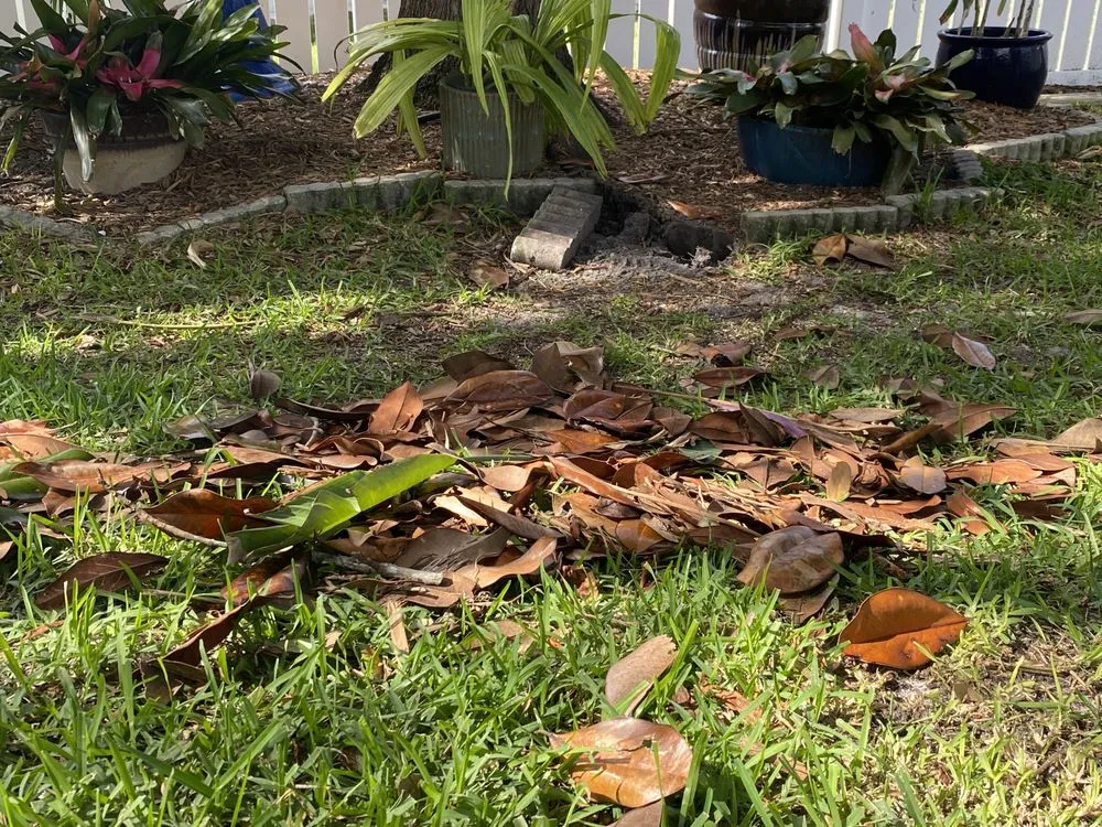 Expert yard cleanup service near you in Bradenton, FL by Truscapes Industries