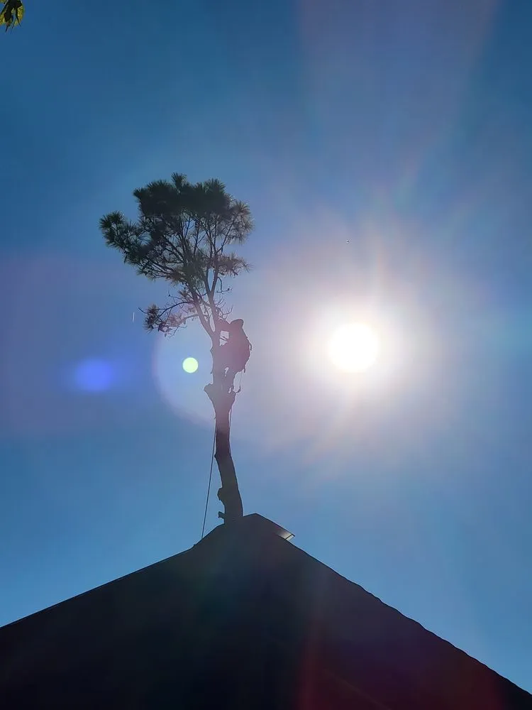 Reliable yard cleanup service experts serving Alvarado, TX - Trussell's Tree Service